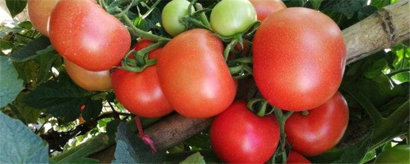 番茄扦插育苗技术扦插繁殖适合时间(番茄扦插图解)